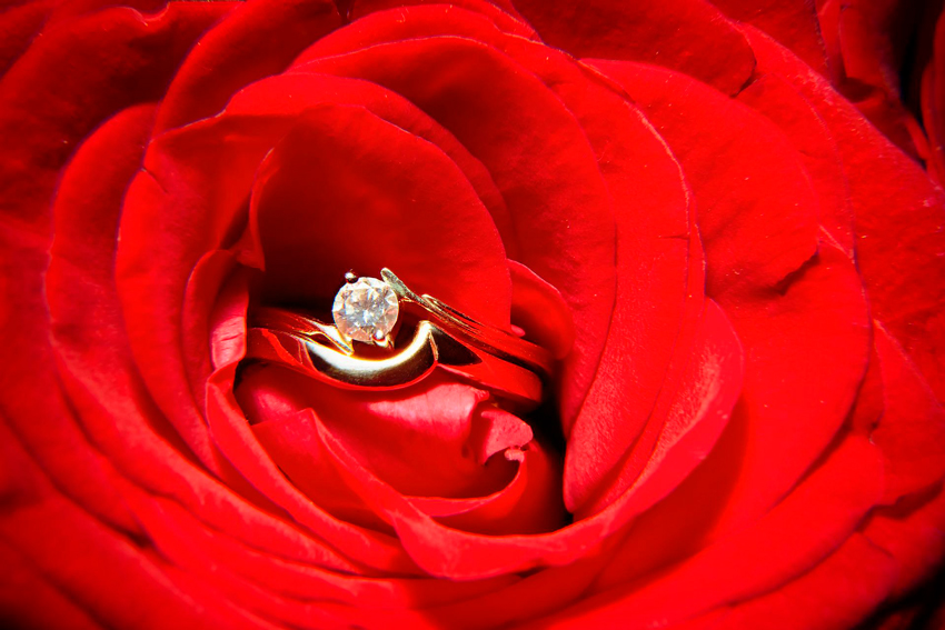 anillo de oro compromiso encima de una rosa anillo compromiso